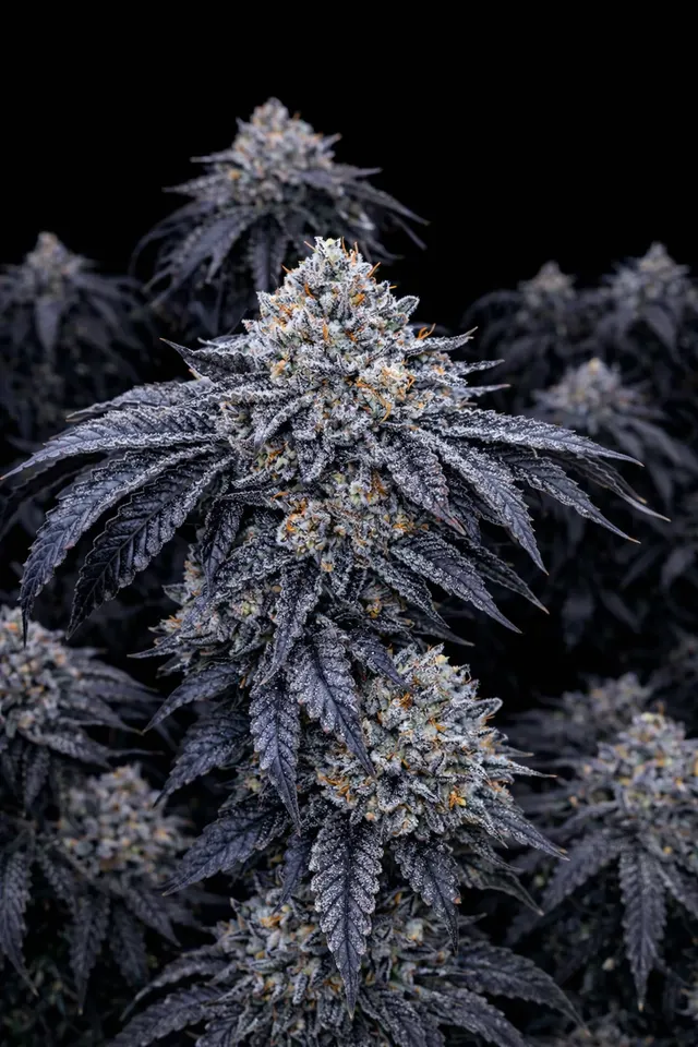 Zangria – Fiya Farmer