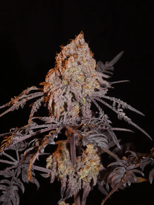 Frosty Purple Freak (Phäno #7) – Khalifa Cut