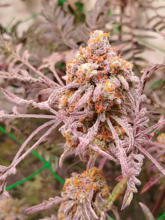 Frosty Purple Freak (Phäno #5) – Califrosty Cut