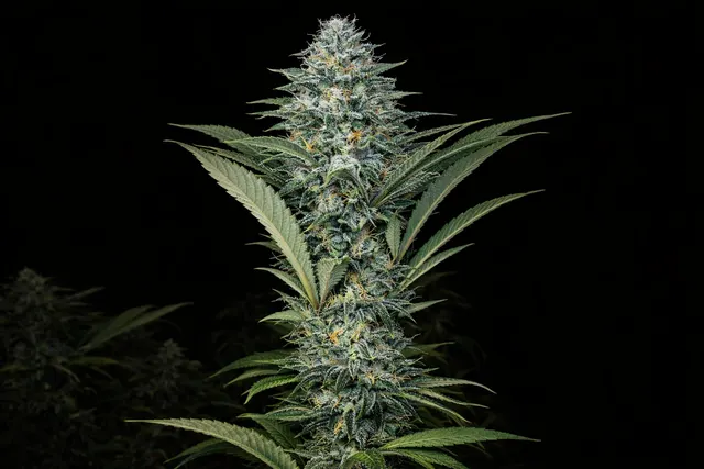 Sour Diesel (1996 Cut)