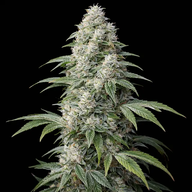 707 Headband