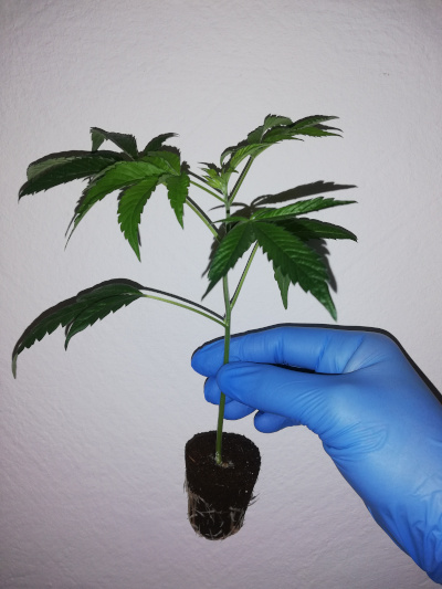 geschnittener Steckling - Alpenhigh - Bruce Banner