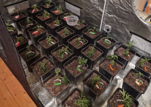 alpenhigh-high-quality-clones-dope