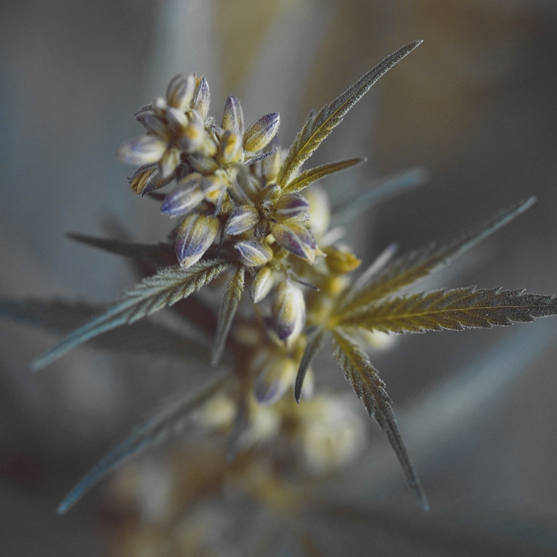 männliche-Cannabispflanze