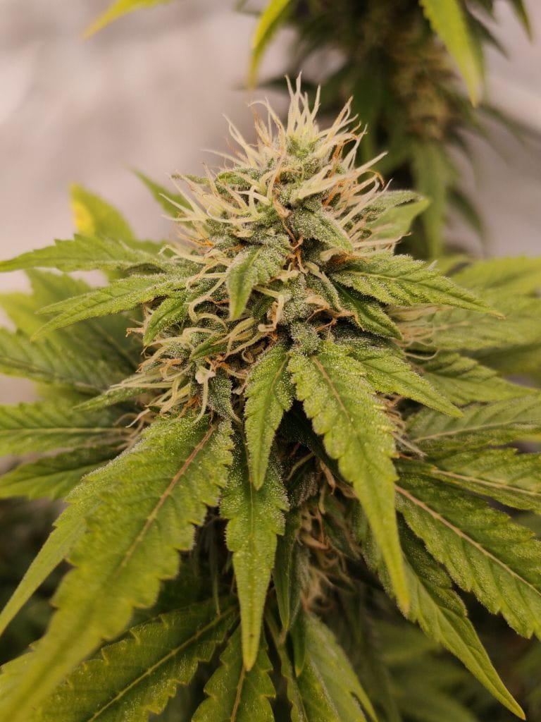 frosted bubba