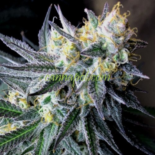 amnesia-fast
