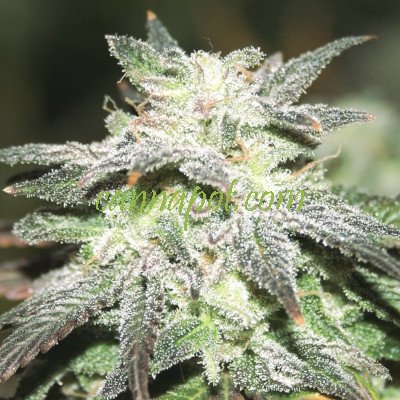 Auto Sweet Tooth