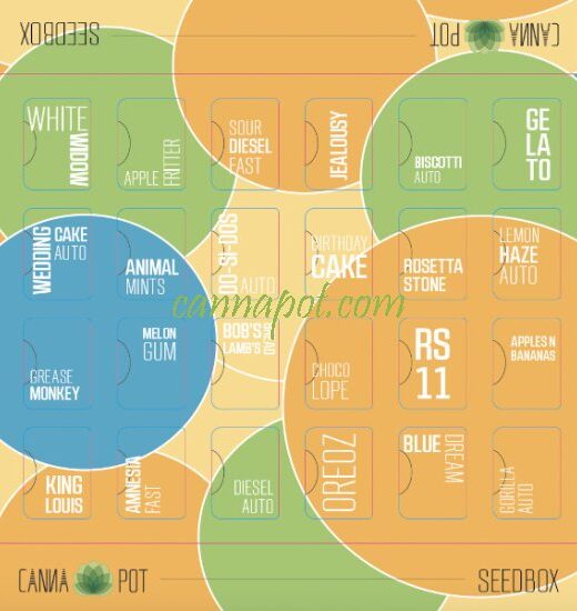 Cannapot Seedbox - 48 fem Cannabissamen