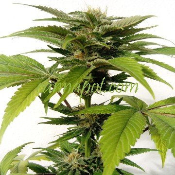 CBG Kush feminisiert