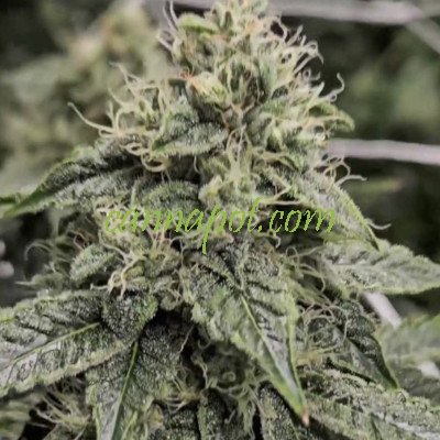 Sour Sweatband OG