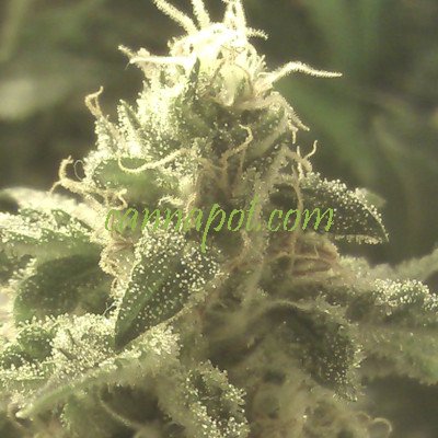 Strawberry Cough Autoflower fem
