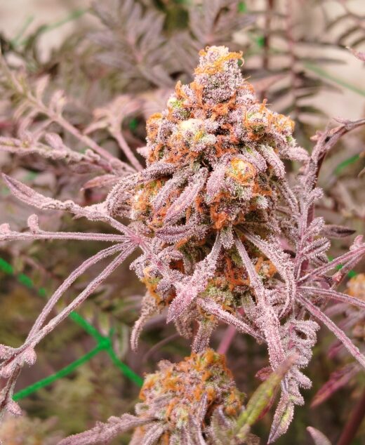 Frosty Purple Freak (Phäno#5) - Califrosty Cut