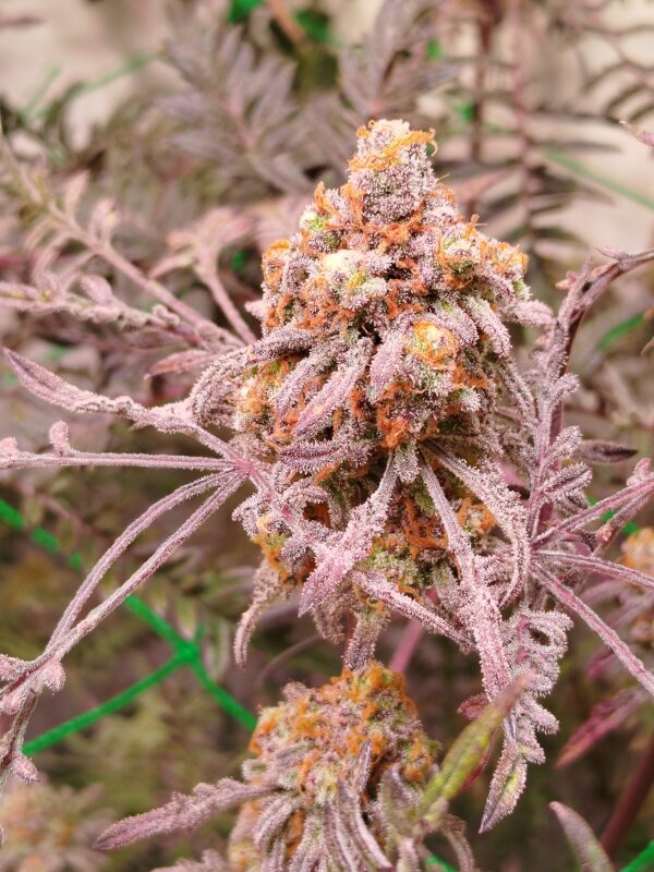 Frosty Purple Freak (Phäno#5) - Califrosty Cut