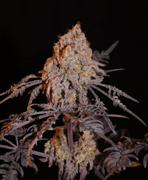 Frosty Purple Freak (Phäno#7) - Khalifa Cut