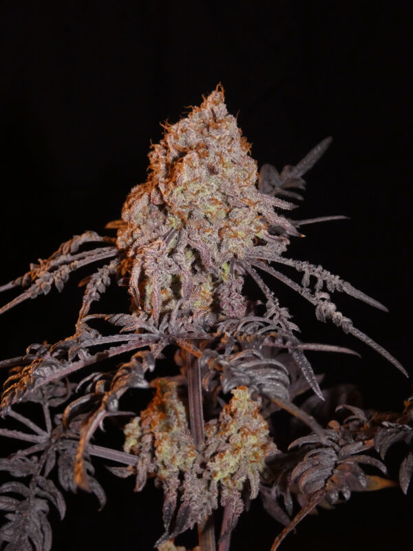 Frosty Purple Freak (Phäno#7) - Khalifa Cut