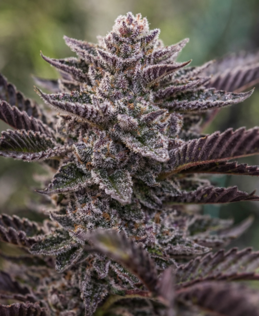 Symbiote - Dark Horse Genetics
